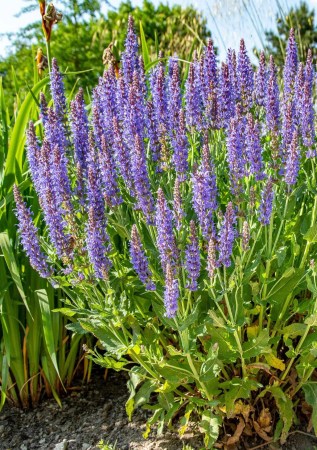 ШАВЛІЯ дібровна Blauhügel